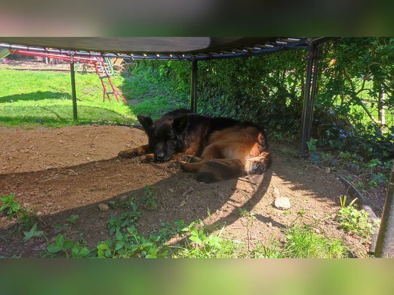 Deckrüde Deutscher Schäferhund Langstockhaar
