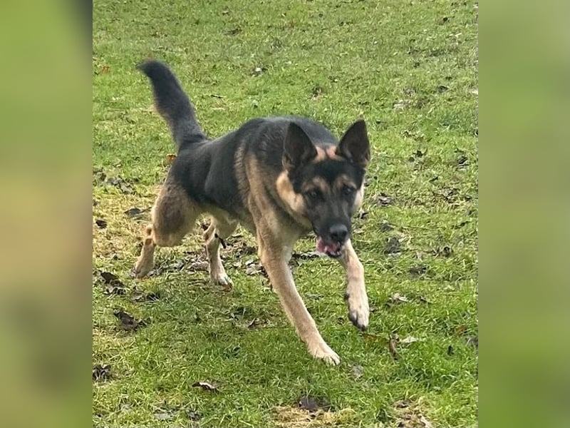 KASPER ca. 5,5 J. sportl., verspielter Schäfer-Rüde sucht...