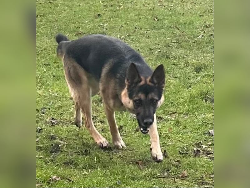 KASPER ca. 5,5 J. sportl., verspielter Schäfer-Rüde sucht...