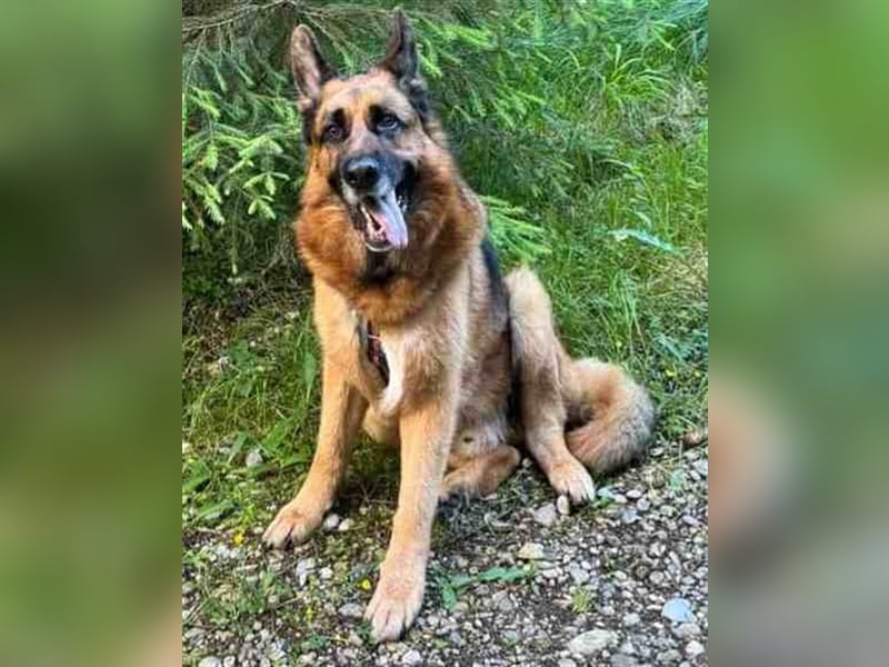 Maxl - Zuhause gesucht (Vermittlungshilfe)
