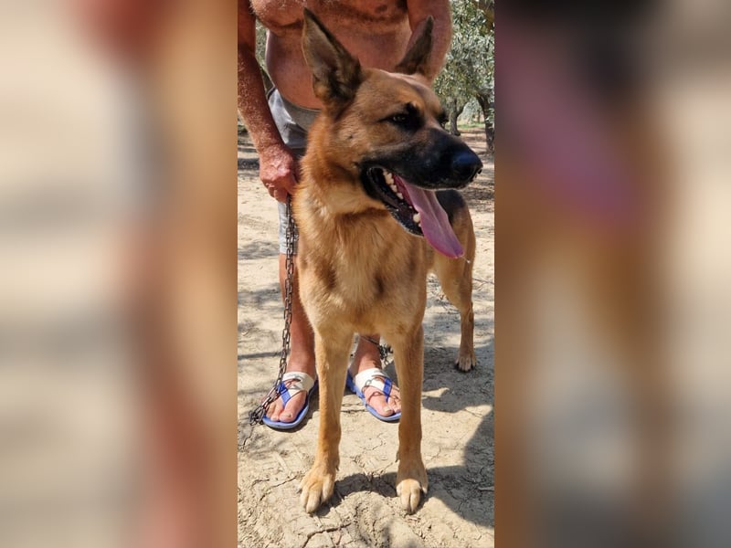 Hector - er sucht seine Menschen
