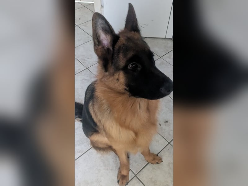 Deutscher Schäferhund 10 Monate alt