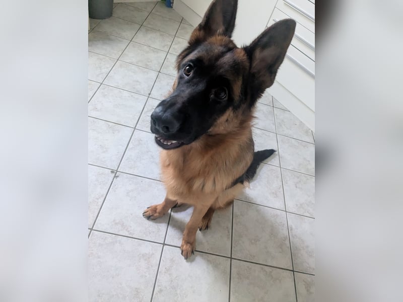 Deutscher Schäferhund 10 Monate alt