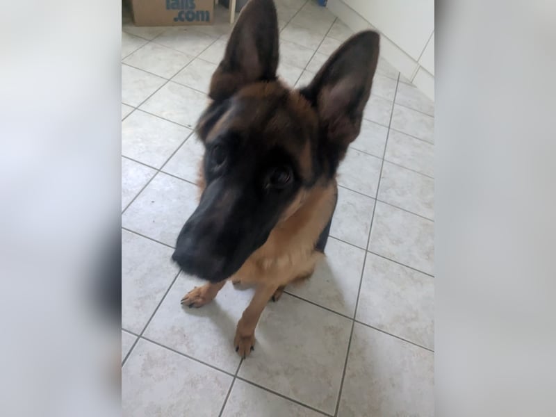 Deutscher Schäferhund 10 Monate alt