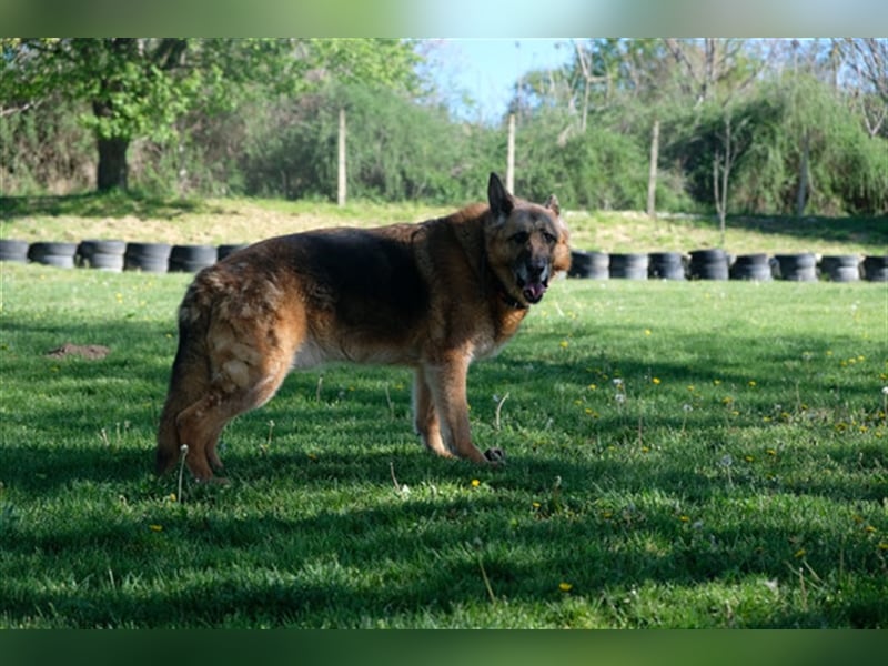 Rollo