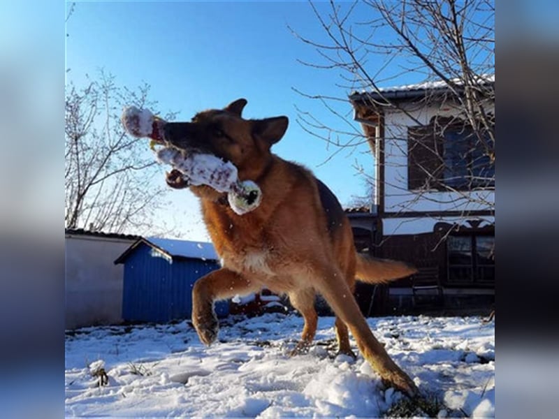 Rollo