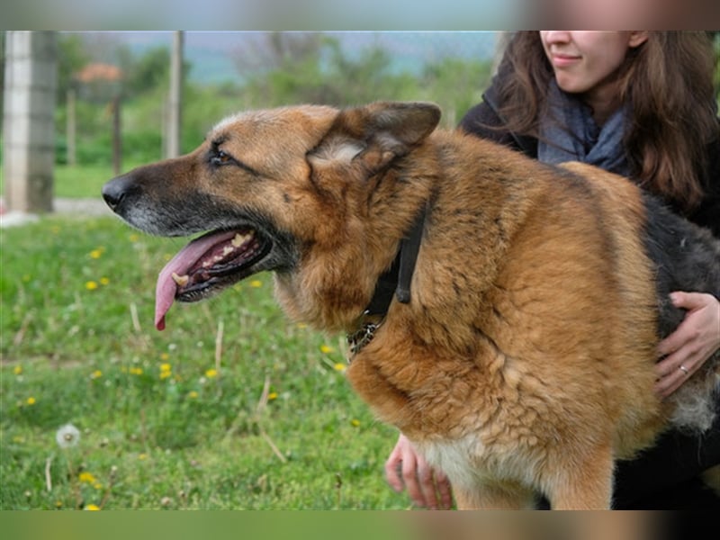 Rollo