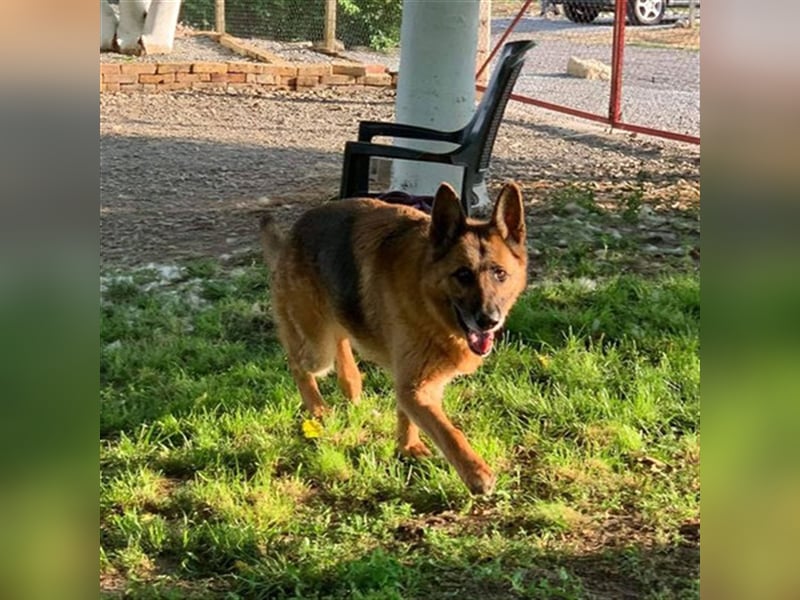 Rollo