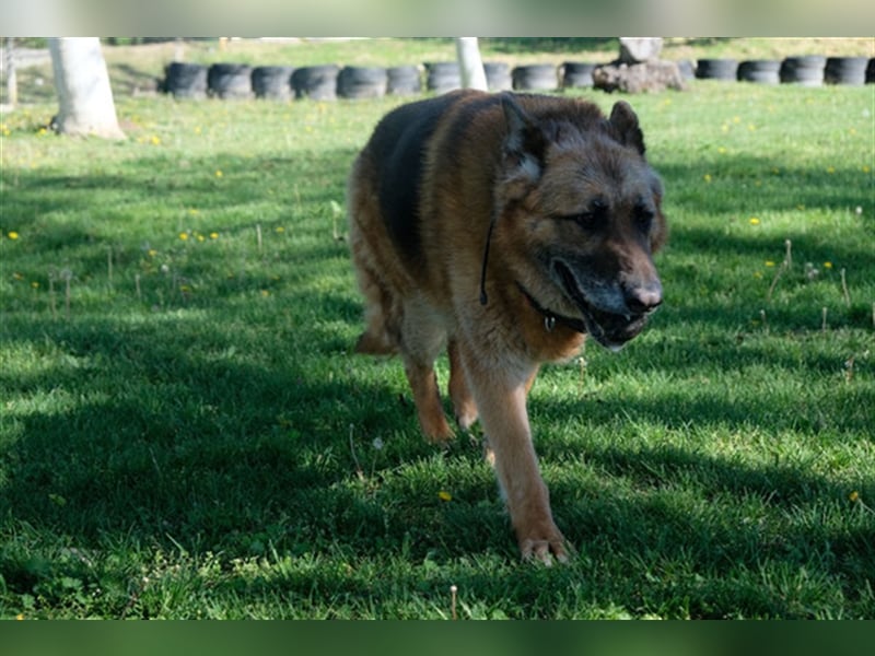 Rollo