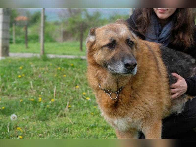 Rollo