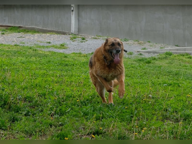 Rollo