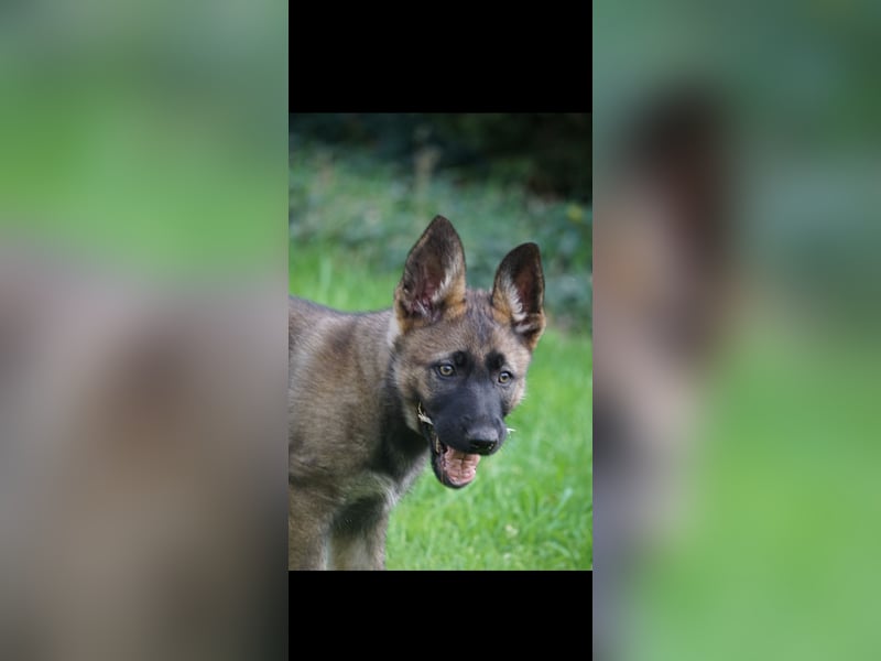 Schäferhundwelpen