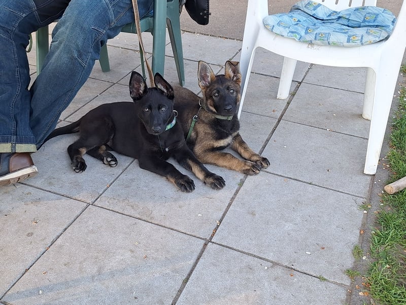 Schäferhundwelpen