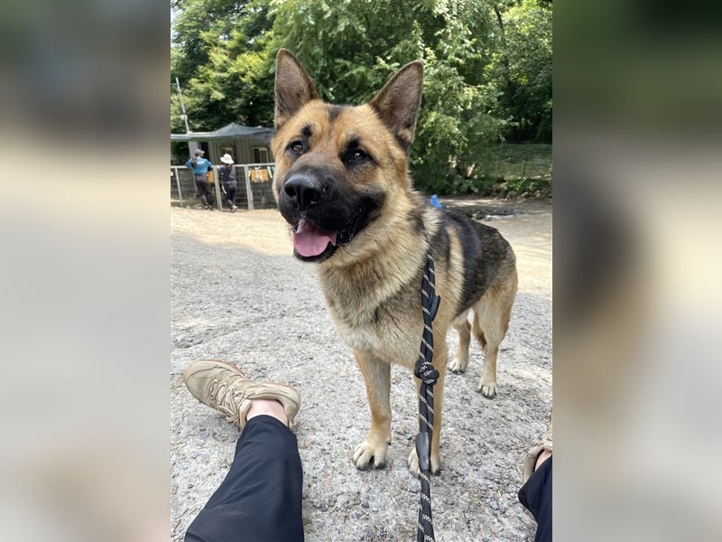 Thor ein sanfter, ruhiger Junge / Schäferhund, sucht ein warmes Körbchen