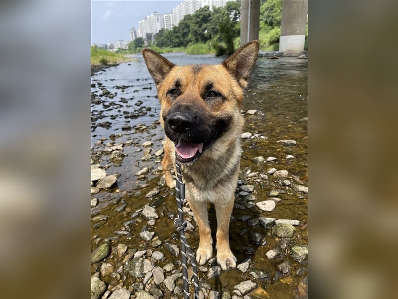 Thor ein sanfter, ruhiger Junge / Schäferhund, sucht ein warmes Körbchen