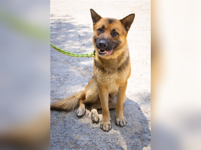 Thor ein sanfter, ruhiger Junge / Schäferhund, sucht ein warmes Körbchen