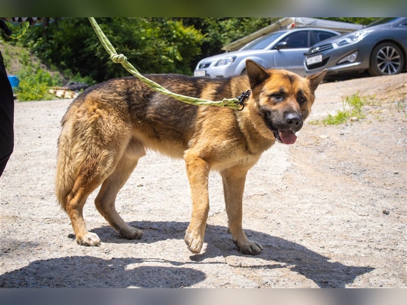 Thor ein sanfter, ruhiger Junge / Schäferhund, sucht ein warmes Körbchen