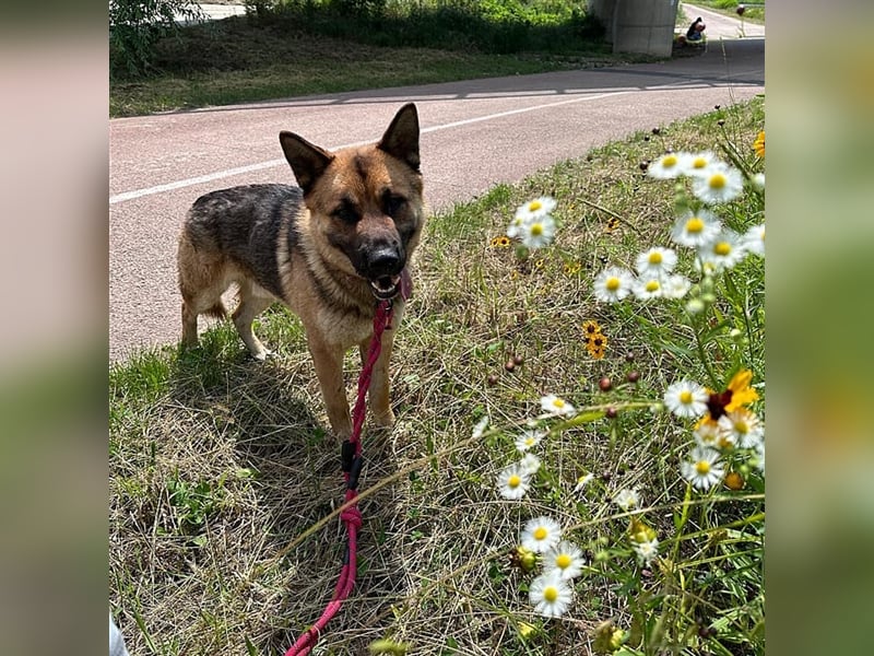 Thor ein sanfter, ruhiger Junge / Schäferhund, sucht ein warmes Körbchen
