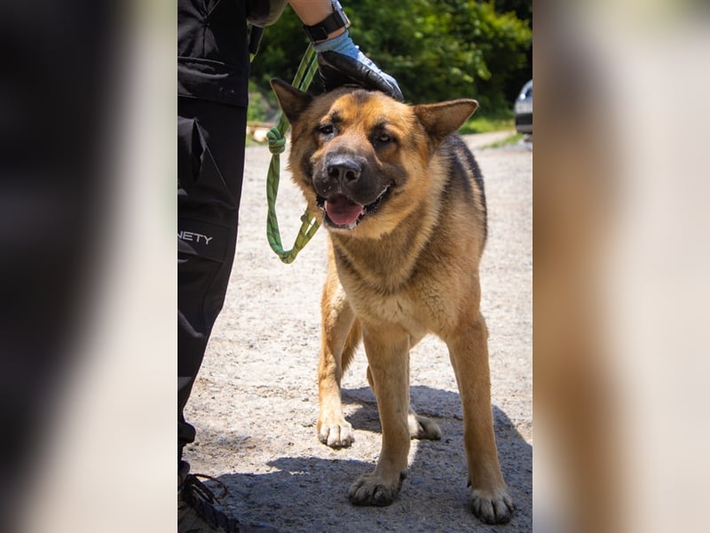 Thor ein sanfter, ruhiger Junge / Schäferhund, sucht ein warmes Körbchen