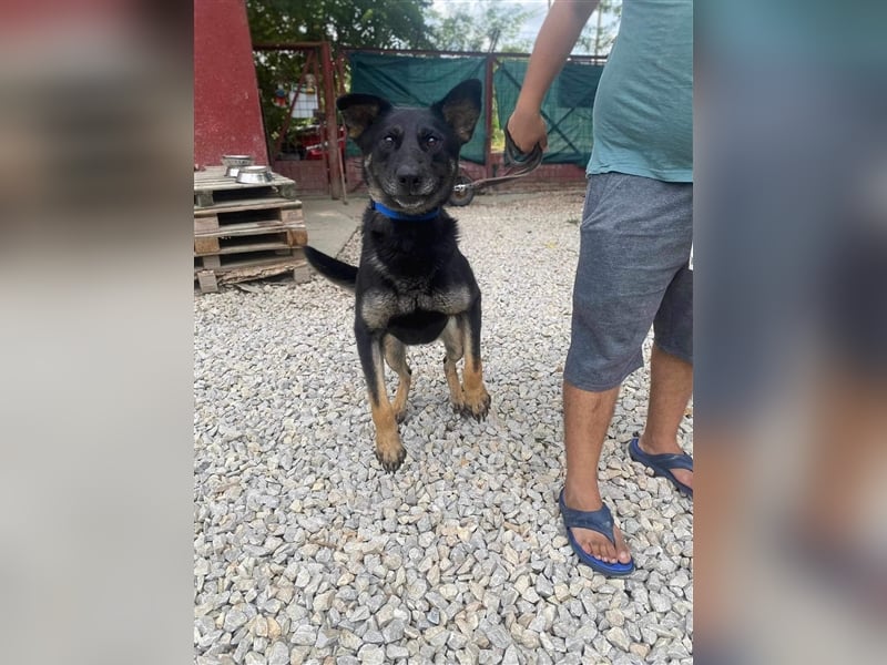 HACI ca. 3,5 J. aktiver Schäferhundmix-Rüde sucht sportl. Menschen