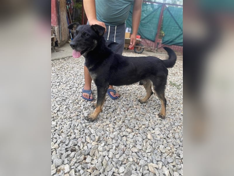 HACI ca. 3,5 J. aktiver Schäferhundmix-Rüde sucht sportl. Menschen
