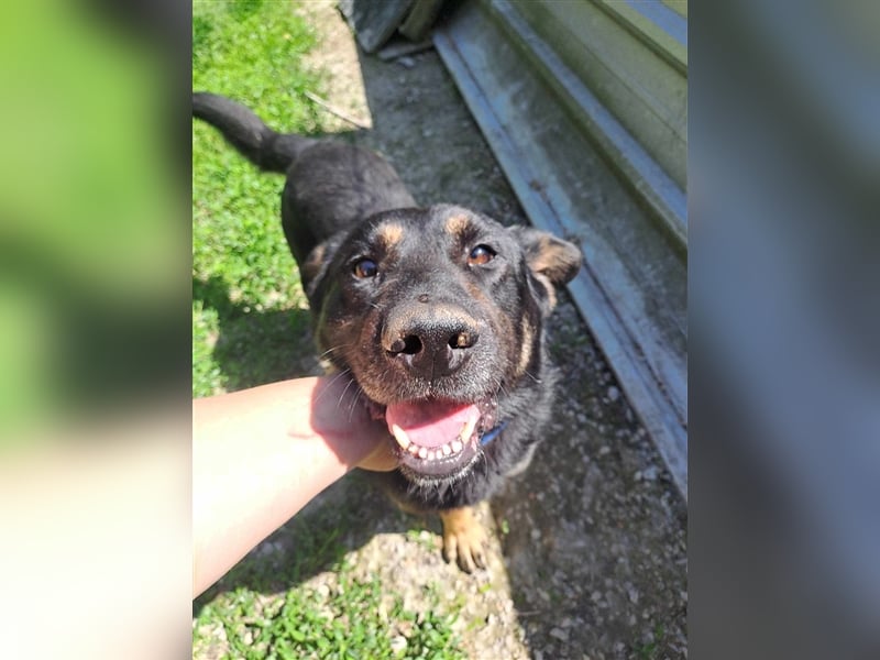 HACI ca. 3,5 J. aktiver Schäferhundmix-Rüde sucht sportl. Menschen