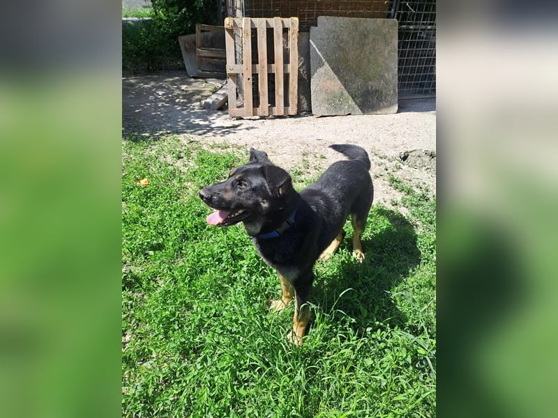 HACI ca. 3,5 J. aktiver Schäferhundmix-Rüde sucht sportl. Menschen