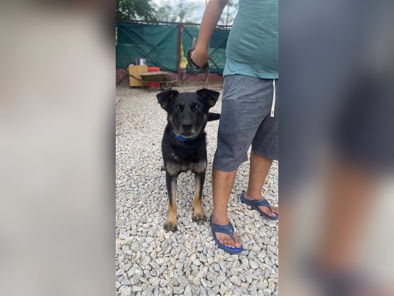 HACI ca. 3,5 J. aktiver Schäferhundmix-Rüde sucht sportl. Menschen