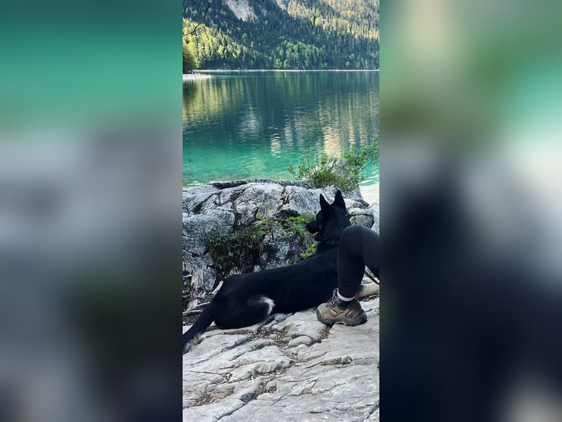 Liebenswerter, intelligenter Schäferhund sucht sein für-immer zu Hause