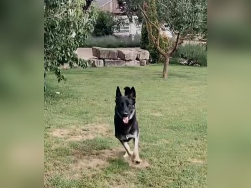 Liebenswerter, intelligenter Schäferhund sucht sein für-immer zu Hause