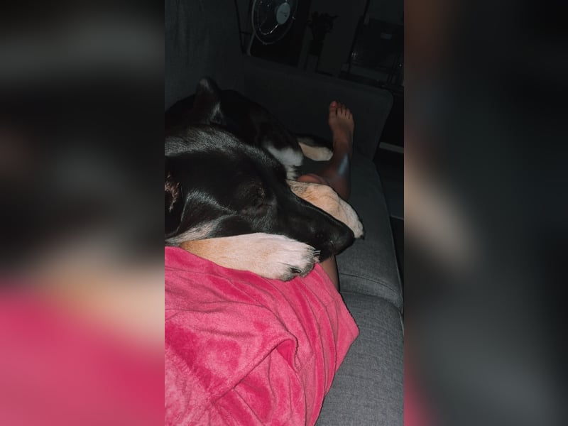 Liebenswerter, intelligenter Schäferhund sucht sein für-immer zu Hause