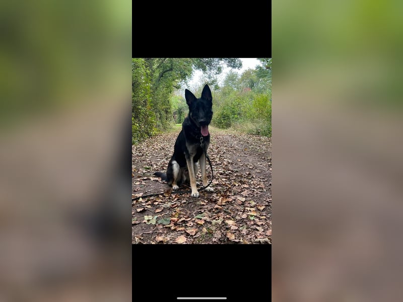 Liebenswerter, intelligenter Schäferhund sucht sein für-immer zu Hause
