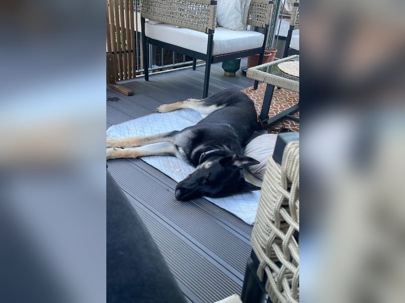 Liebenswerter, intelligenter Schäferhund sucht sein für-immer zu Hause