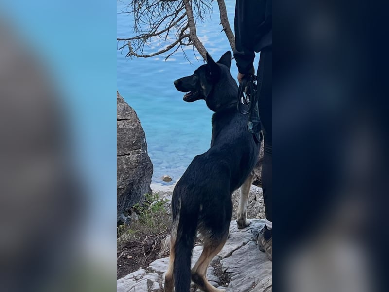 Liebenswerter, intelligenter Schäferhund sucht sein für-immer zu Hause