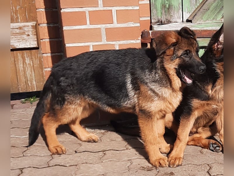 Deutscher Schäferhund Rüde