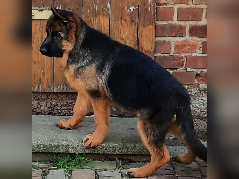 Deutscher Schäferhund Rüde