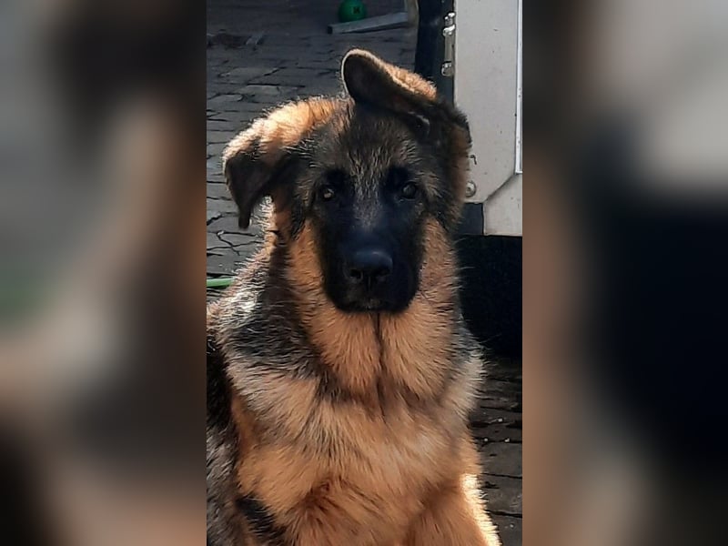 Deutscher Schäferhund Rüde