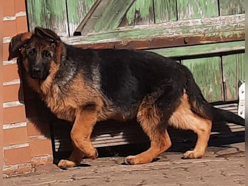 Deutscher Schäferhund Rüde