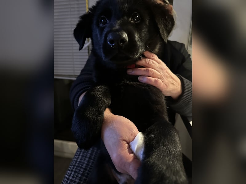Deutsche Schäferhundwelpen DDR-Linie
