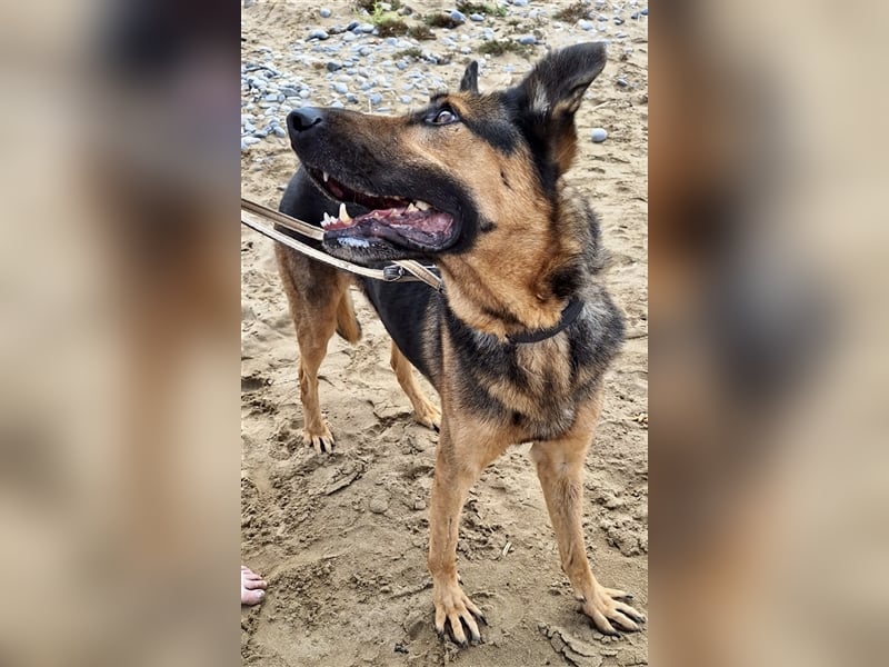 wundervoller Schäferhund Mischling Balu sucht Herzensmensch