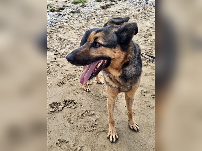 wundervoller Schäferhund Mischling Balu sucht Herzensmensch