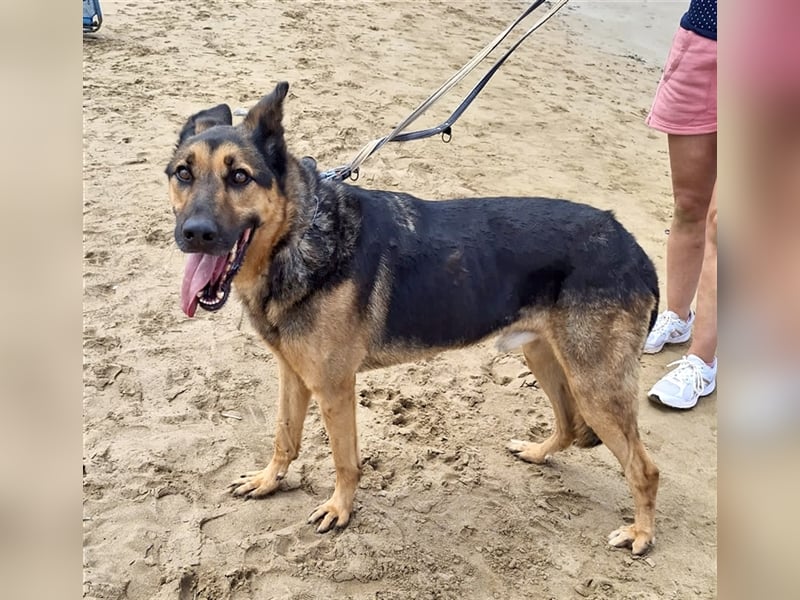 wundervoller Schäferhund Mischling Balu sucht Herzensmensch