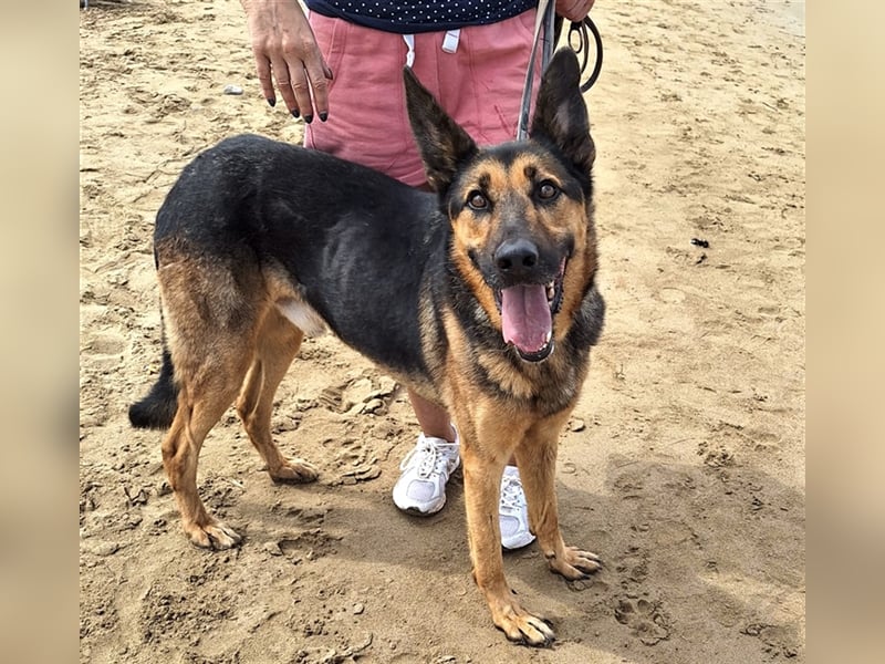 wundervoller Schäferhund Mischling Balu sucht Herzensmensch