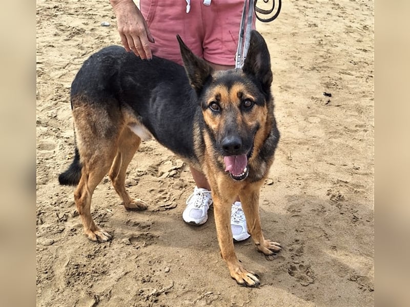 wundervoller Schäferhund Mischling Balu sucht Herzensmensch