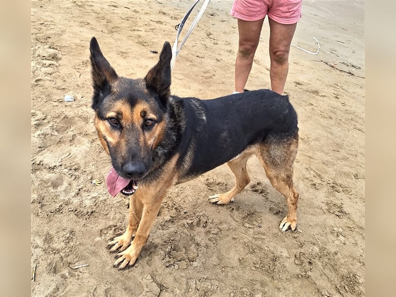 wundervoller Schäferhund Mischling Balu sucht Herzensmensch
