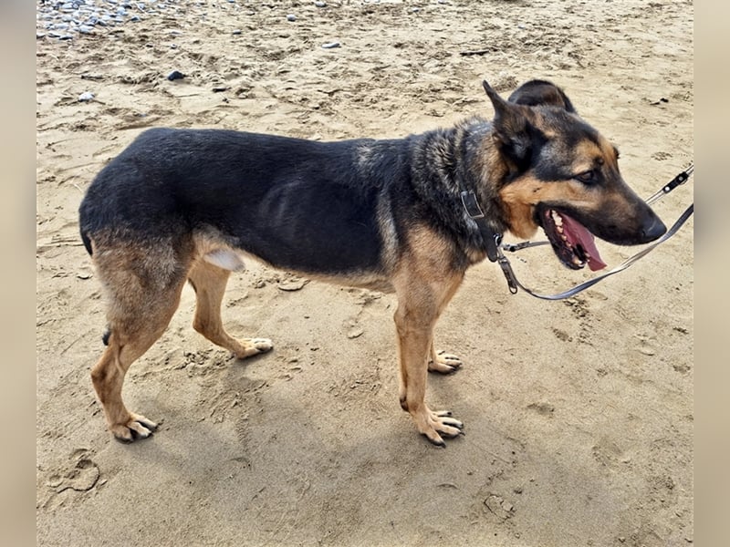 wundervoller Schäferhund Mischling Balu sucht Herzensmensch