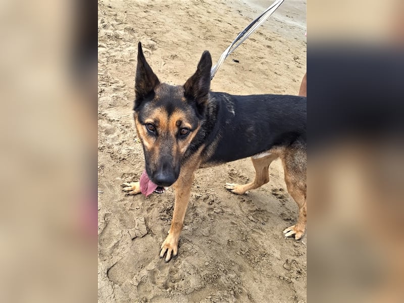 wundervoller Schäferhund Mischling Balu sucht Herzensmensch