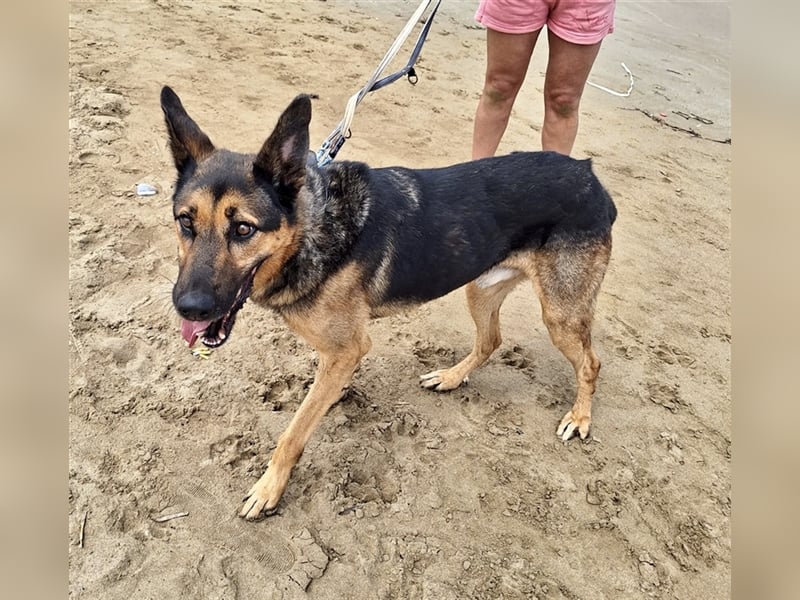 wundervoller Schäferhund Mischling Balu sucht Herzensmensch