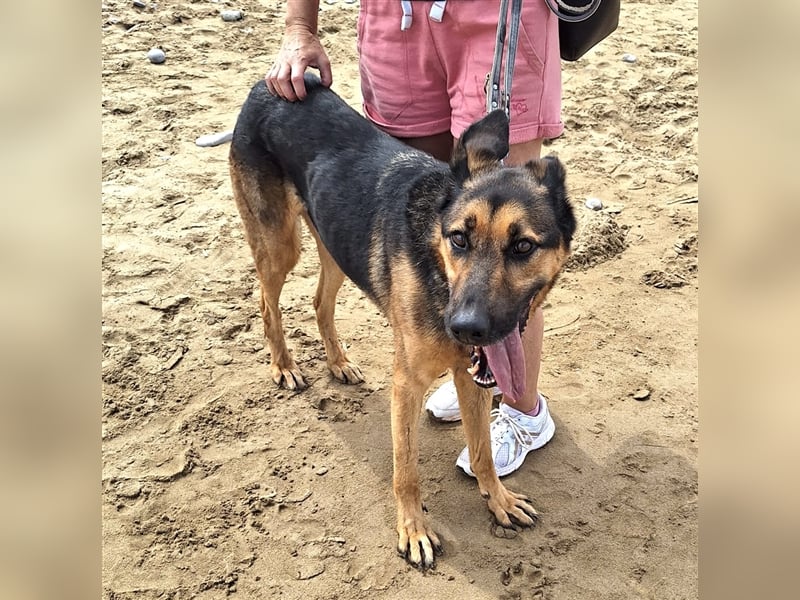 wundervoller Schäferhund Mischling Balu sucht Herzensmensch