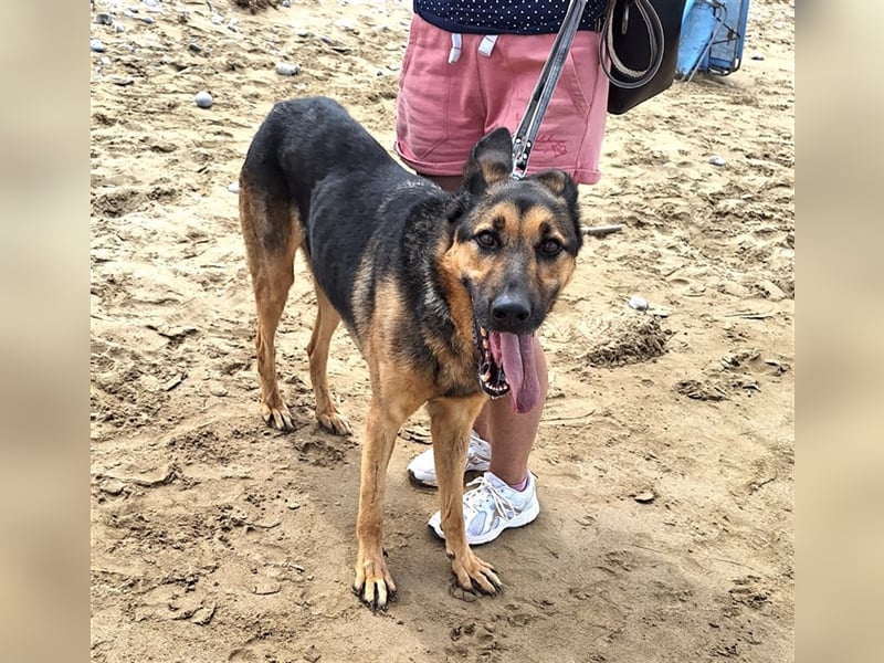 wundervoller Schäferhund Mischling Balu sucht Herzensmensch